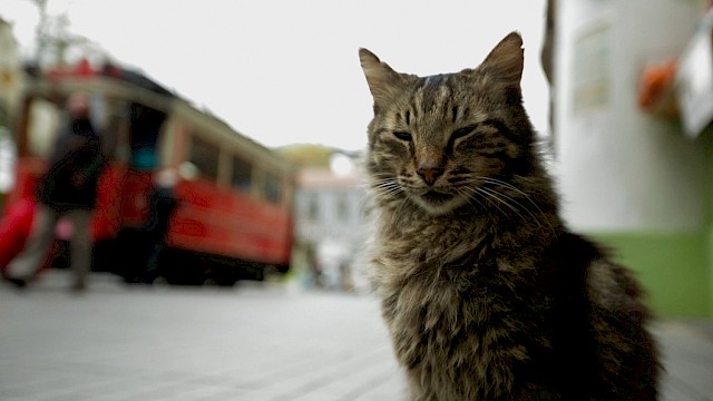 KEDI (Kedi – Von Katzen und Menschen), Türkei/USA 2017, Regie Ceyda Torun