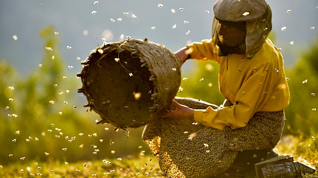 HONEYLAND | BAL ÜLKESİ | LAND DES HONIGS | R: Tamara Kotevska, Ljubomir Stefanov | Nordmazedonien 2019