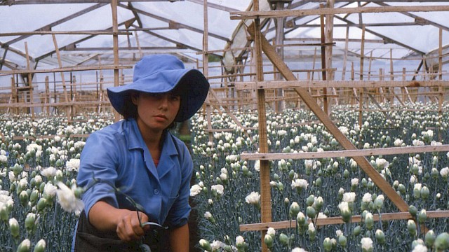 AMOR, MUJERES Y FLORES