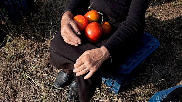 WHEN TOMATOES MET WAGNER